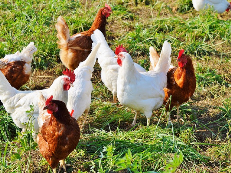 Poultry Animal Feed Industry papain mnufacture and supplier in india - sibiozyme